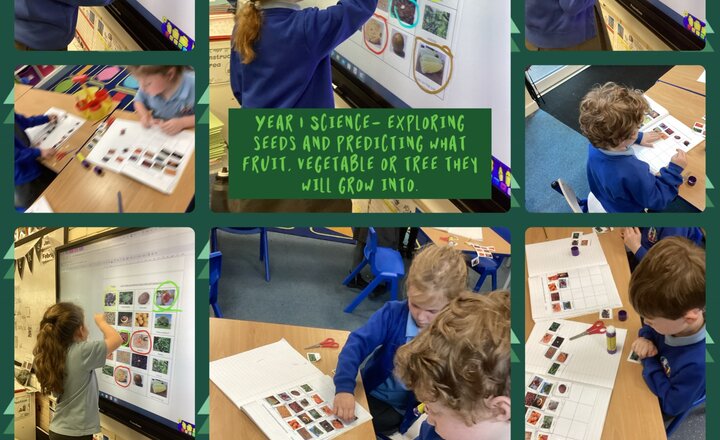 Image of Year 1 Science- Exploring Seeds