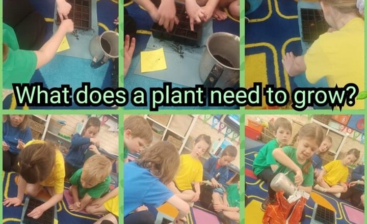 Image of Year 1- Exploring what plants need to grow.